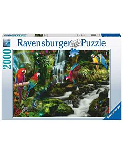 Bonte papegaaien in de jungle Ravensburger