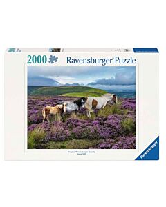 Wild Horses in the Heather (2000)